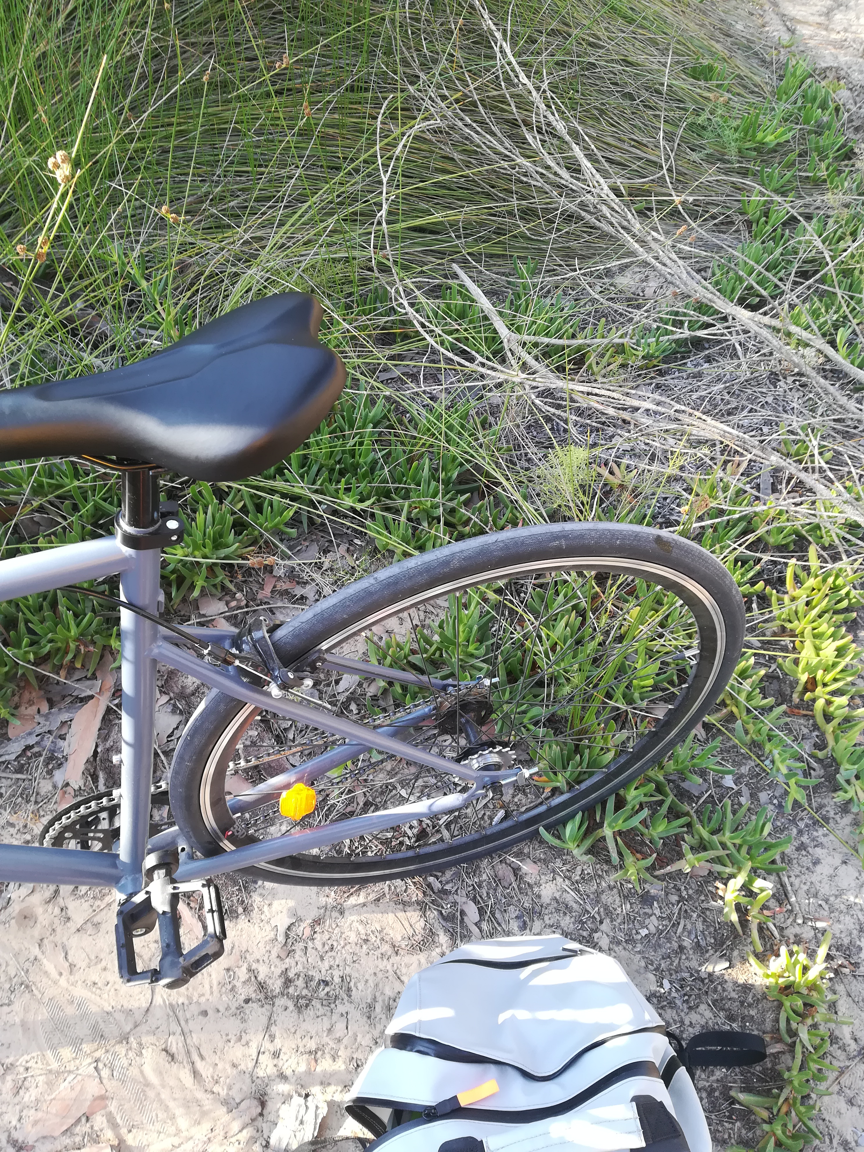 Dunes, bike and flora