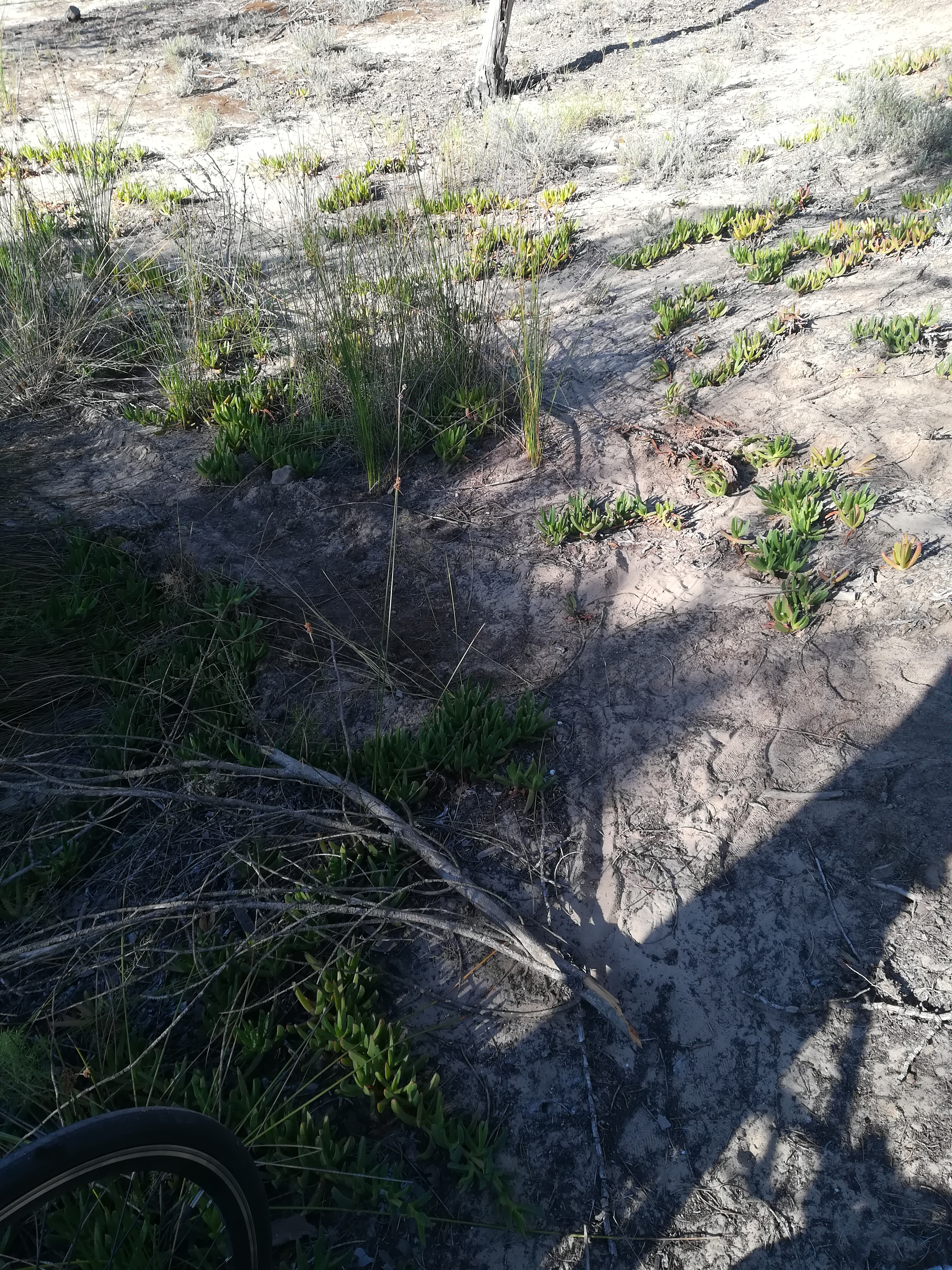 Dunes and flora