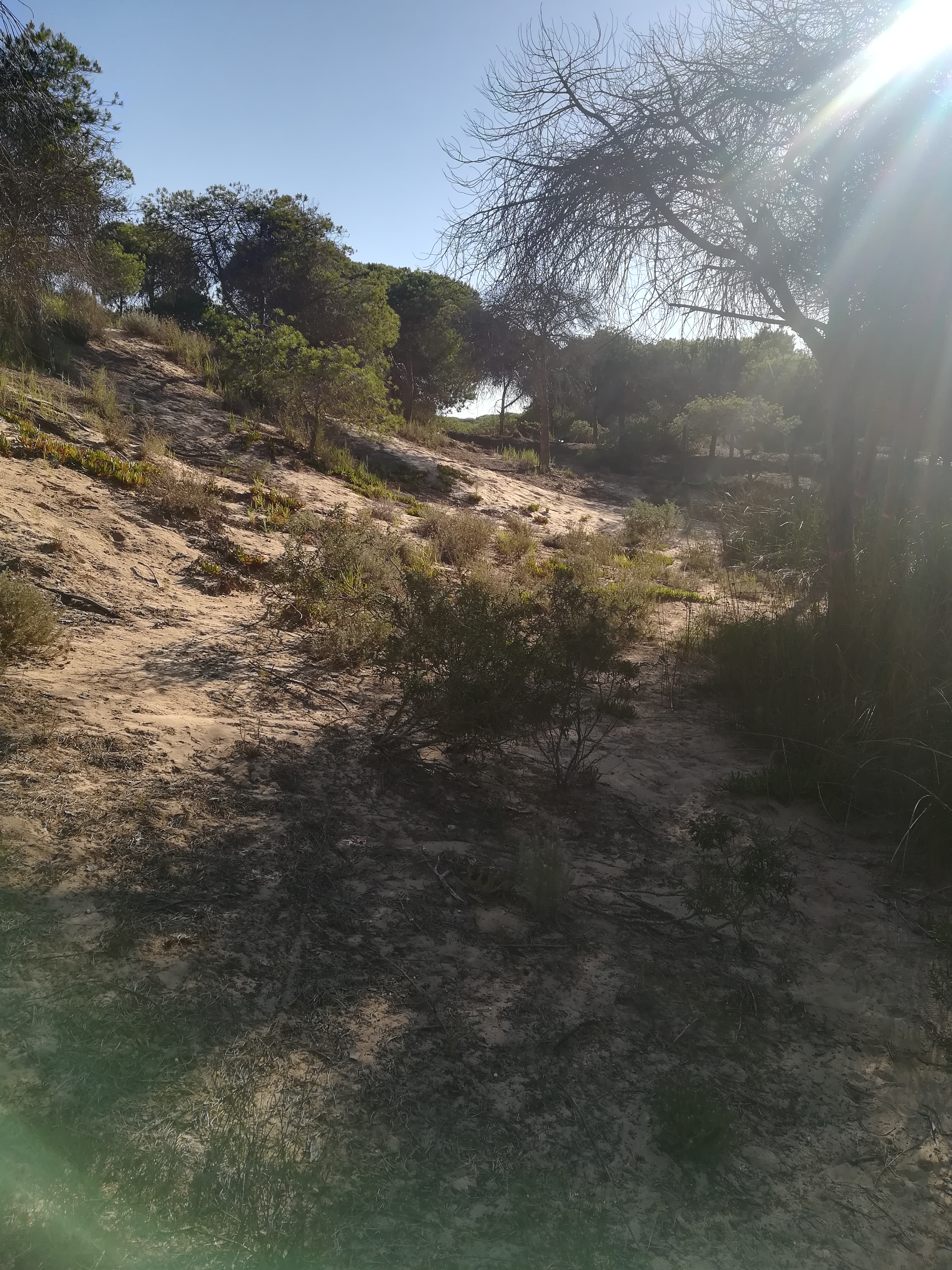 More flora from the dunes